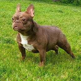 French Bulldog Mini Rojo Looking for a Forever Home in Arlington Heights, il