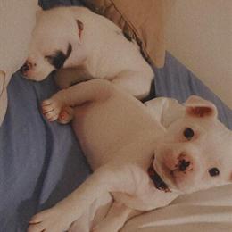 Frenchton Puppies for Adoption in Cincinnati, oh