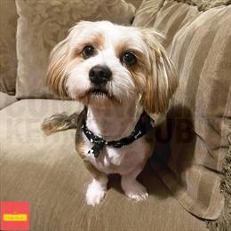 CKC Registered Shorkiepoos Available for Deposit in Florence, sc