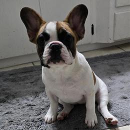 Female French Bulldog Penelope Ready for Forever Home in Springfield, mo
