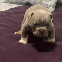 Micro Bully Male Puppy - 7 Weeks Old for $3,000 in Erie, PA in Erie, pa