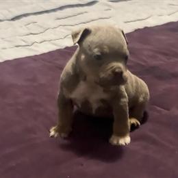 Micro Bully Male Lilac Tri - 7 Weeks Old in Erie, pa