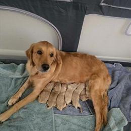 Golden Retriever Puppies Ready for New Homes in Bonita Springs, fl