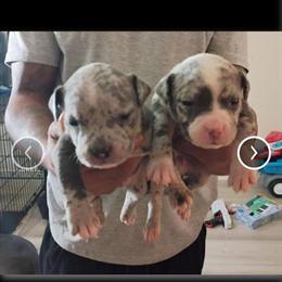 American Bully Pups for Sale - 4 Weeks Old in Martinsville, va