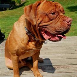 Male French Mastiff, Fully Registered, 2.5 Years Old in Ashland, ky