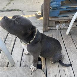 Bully - 9 Months Old Ghost Tri Standard in Dearborn, mi