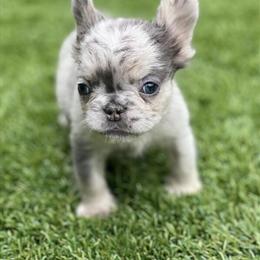 Female Fluffy Puppies in Orlando, fl