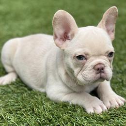French Bulldog Female - 8 Weeks Old in Orlando, fl