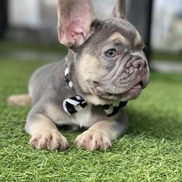 French Bulldog - Male Lilac Puppy in Orlando, fl