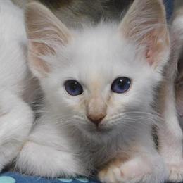 Traditional Balinese Kittens Available from Kokiri Cattery in Buffalo, ny