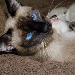 Old Style Balinese Kittens Planned for 2025 in Buffalo, ny