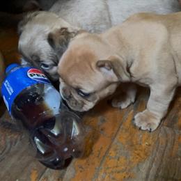 Female French Bulldog Puppy for Sale in Columbus, oh