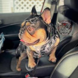 Tan Point Merle French Bulldog Stud Available in Minneapolis, mn