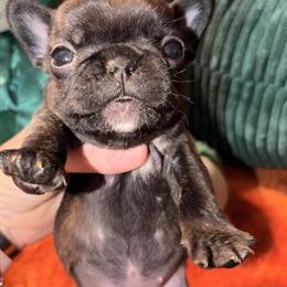 Female French Bulldogs Ready for New Homes in Wilkesboro, nc