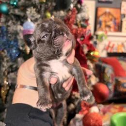 French Bulldog Mabel Ready for New Home in January in Wilkesboro, nc