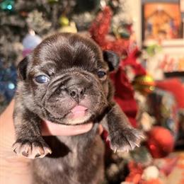 French Bulldog Beatrice Ready for New Home in Wilkesboro, nc