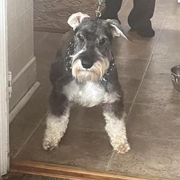 Male Schnauzer Available for Stud in Mechanicsville, va