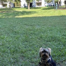 Yorkshire Terrier Male Stud Available in Mechanicsville, va