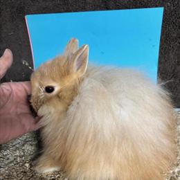 Jersey Wooly Rabbits - Pedigreed Orange Bucks Available in Hanover, pa