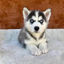 Husky Puppies Available - $0 Down, $49 a Month in Ocala, fl