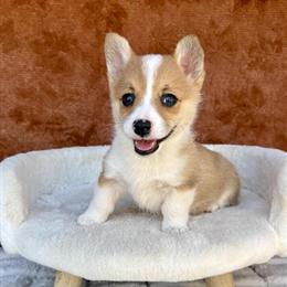 Pembroke Welsh Corgi Puppies Ready Today! in Ocala, fl