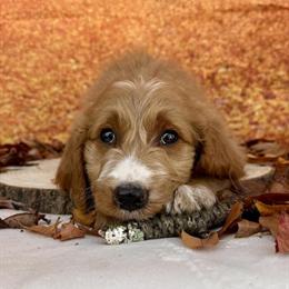 Goldendoodle Puppies - Gorgeous and Ready to Go! in Ocala, fl
