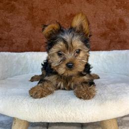 Yorkshire Terrier Puppies - Ready for New Homes in Ocala, fl