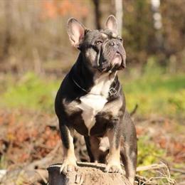Stud Service Available for Exotic French Bulldog in Elk River, mn
