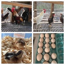 Ayam Ketawa chicks and hatching eggs for sale in Brooksville, fl