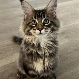 Maine Coon Kitten - Polydactyl and Sweet in Tampa, fl