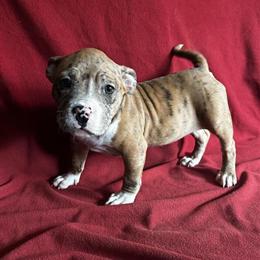 Rare Merle Bully Puppies for Sale in Norfolk, va