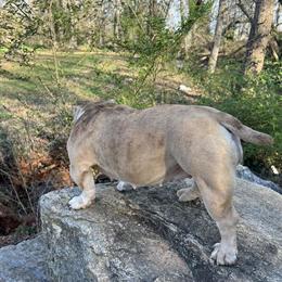 Chocolate Merle Bully for Sale in Greenville, sc
