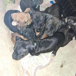 Pitbull Puppies Available in Circle Pines, mn