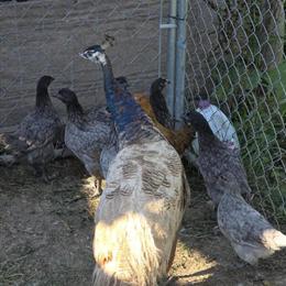 Peacocks for Sale - 1 Year Olds in East Liverpool, oh