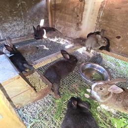 Flemish Giant Mix Baby Bunnies for $10 Each in East Liverpool, oh