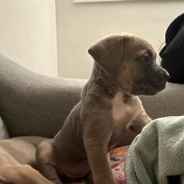 Cane Corso Puppies Ready January 16th in Akron, oh