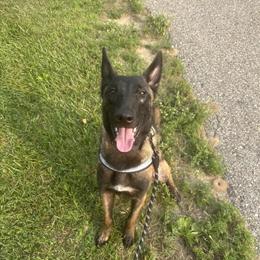 American Bully Puppies Born 12/24 Ready at 8 Weeks in West Branch, mi