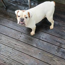 Old English Bulldog - Friendly Female, 3 Years Old in Massillon, oh