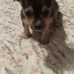 Female Chihuahua Puppy for Sale in Miami, fl