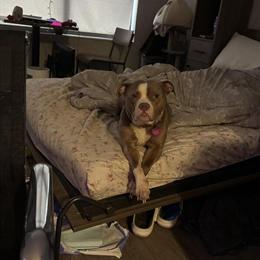 American Bully Athena Looking for a Forever Home in West Bloomfield, mi