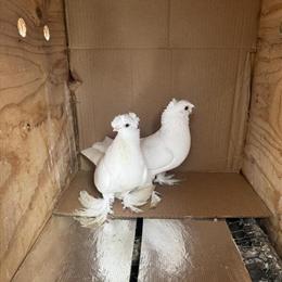 Uzbek Pigeons for Sale in Niles, il