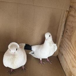 Beautiful Pigeons for Sale in Niles, il