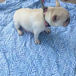 French Bulldogs for Rehoming in Pensacola, fl