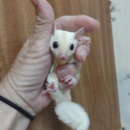 Leucistic Sugar Glider Baby Boy Available in Gulfport, ms