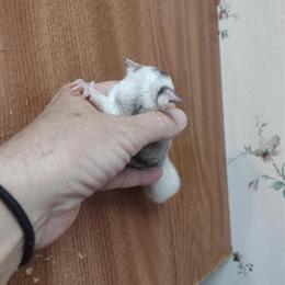 Mosaic Sugar Glider Baby Boy Available for Loving Home in Gulfport, ms