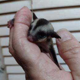Sugar Glider Babies Available with Lineage in Gulfport, ms