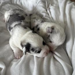 Corgi Puppies with Blue Eyes Ready for New Homes in Warrenton, va
