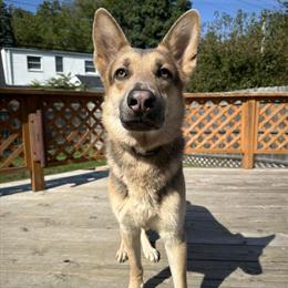 AKC Male German Shepherd Available for Adoption in Clinton Township, mi
