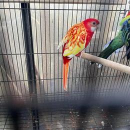 Rosella Birds for Sale - $550 in Charlotte in Waxhaw, nc