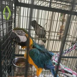 Blue And Gold Macaw Parrot for Sale in Waxhaw, nc